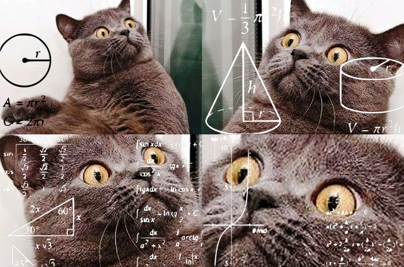 Cat confused by math